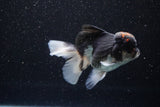 Thai Oranda  Tricolor 4.5 Inch (ID#1101To1b-63) Free2Day SHIPPING