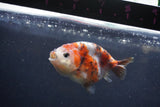 Juvenile Ranchu  Calico 3.5 Inch (ID#1217R9b-58) Free2Day SHIPPING