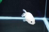 Baby Ranchu  Calico 3 Inch (ID#827R13c-29) Free2Day SHIPPING