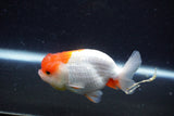 Juvenile Lionchu  Red White 3.5 Inch (ID#1129R11a-14) Free2Day SHIPPING