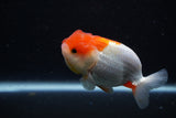 Juvenile Lionchu  Red White 3.5 Inch (ID#1129R11a-14) Free2Day SHIPPING