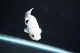 Baby Ranchu  Calico 3 Inch (ID#827R13c-29) Free2Day SHIPPING