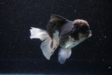 Thai Oranda  Tricolor 4.5 Inch (ID#1101To1b-63) Free2Day SHIPPING