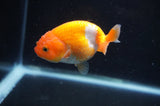 Juvenile Ranchu  Red White 3 Inch (ID#408R9b-54) Free2Day SHIPPING