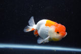 Juvenile Lionchu  Red White 3.5 Inch (ID#1129R11a-14) Free2Day SHIPPING