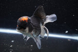 Thai Oranda  Tricolor 4.5 Inch (ID#1101To1b-63) Free2Day SHIPPING