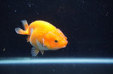 Juvenile Ranchu  Red White 3 Inch (ID#408R9b-54) Free2Day SHIPPING