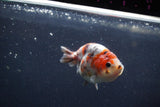 Juvenile Ranchu  Calico 3.5 Inch (ID#1217R9b-58) Free2Day SHIPPING