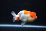 Juvenile Lionchu  Red White 3.5 Inch (ID#1129R11a-14) Free2Day SHIPPING