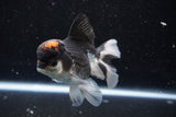 Thai Oranda  Tricolor 4.5 Inch (ID#1101To1b-63) Free2Day SHIPPING