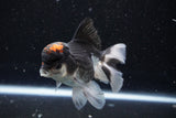 Thai Oranda  Tricolor 4.5 Inch (ID#1101To1b-63) Free2Day SHIPPING