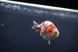 Juvenile Ranchu  Calico 3.5 Inch (ID#1217R9b-58) Free2Day SHIPPING