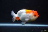 Juvenile Lionchu  Red White 3.5 Inch (ID#1129R11a-14) Free2Day SHIPPING