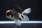 Thai Oranda  Tricolor 4.5 Inch (ID#1101To1b-63) Free2Day SHIPPING