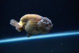 Ranchu  Lavender 3.5 Inch (ID#218R8c-58) Free2Day SHIPPING
