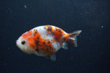 Juvenile Ranchu  Calico 3.5 Inch (ID#1217R9b-58) Free2Day SHIPPING