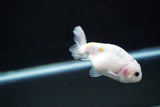 Baby Ranchu  Calico 3 Inch (ID#827R13c-29) Free2Day SHIPPING