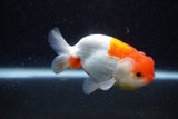 Juvenile Lionchu  Red White 3.5 Inch (ID#1129R11a-14) Free2Day SHIPPING