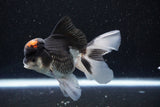 Thai Oranda  Tricolor 4.5 Inch (ID#1101To1b-63) Free2Day SHIPPING