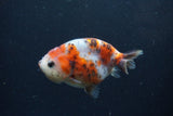 Juvenile Ranchu  Calico 3.5 Inch (ID#1217R9b-58) Free2Day SHIPPING