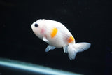 Baby Ranchu  Calico 3 Inch (ID#827R13c-29) Free2Day SHIPPING