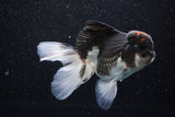 Thai Oranda  Tricolor 4.5 Inch (ID#1101To1b-63) Free2Day SHIPPING