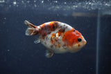 Juvenile Ranchu  Calico 3.5 Inch (ID#1217R9b-58) Free2Day SHIPPING