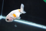 Baby Ranchu  Calico 3 Inch (ID#827R13c-29) Free2Day SHIPPING