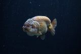 Ranchu  Lavender 3.5 Inch (ID#218R8c-58) Free2Day SHIPPING