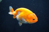Juvenile Ranchu  Red White 3 Inch (ID#408R9b-54) Free2Day SHIPPING