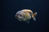 Ranchu  Lavender 3.5 Inch (ID#218R8c-58) Free2Day SHIPPING