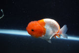 Juvenile Lionchu  Red White 3.5 Inch (ID#1129R11a-15) Free2Day SHIPPING