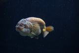 Ranchu  Lavender 3.5 Inch (ID#218R8c-58) Free2Day SHIPPING