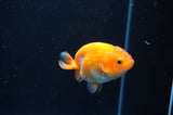 Juvenile Ranchu  Red White 3 Inch (ID#408R9b-54) Free2Day SHIPPING
