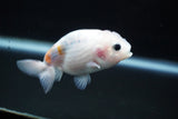 Baby Ranchu  Calico 3 Inch (ID#827R13c-29) Free2Day SHIPPING