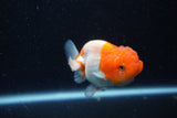 Juvenile Lionchu  Red White 3.5 Inch (ID#1129R11a-15) Free2Day SHIPPING