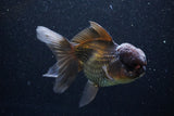 Thai Oranda  Bronze 5 Inch (ID#1101To1b-64) Free2Day SHIPPING