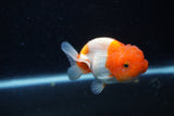 Juvenile Lionchu  Red White 3.5 Inch (ID#1129R11a-15) Free2Day SHIPPING