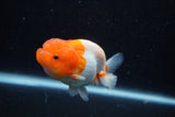 Juvenile Lionchu  Red White 3.5 Inch (ID#1129R11a-15) Free2Day SHIPPING