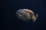 Ranchu  Lavender 3.5 Inch (ID#218R8c-58) Free2Day SHIPPING