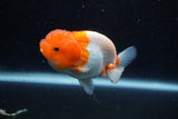 Juvenile Lionchu  Red White 3.5 Inch (ID#1129R11a-15) Free2Day SHIPPING