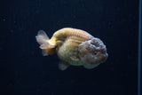 Ranchu  Lavender 3.5 Inch (ID#218R8c-58) Free2Day SHIPPING