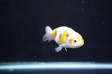 Baby Ranchu  Calico 3 Inch (ID#827R13c-30) Free2Day SHIPPING