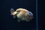 Ranchu  Lavender 3.5 Inch (ID#218R8c-58) Free2Day SHIPPING