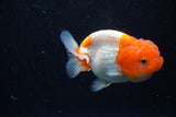 Juvenile Lionchu  Red White 3.5 Inch (ID#1129R11a-15) Free2Day SHIPPING