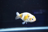 Baby Ranchu  Calico 3 Inch (ID#827R13c-30) Free2Day SHIPPING