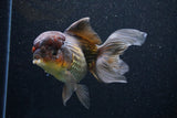 Thai Oranda  Bronze 5 Inch (ID#1101To1b-64) Free2Day SHIPPING