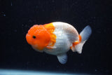 Juvenile Lionchu  Red White 3.5 Inch (ID#1129R11a-15) Free2Day SHIPPING