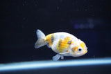 Baby Ranchu  Calico 3 Inch (ID#827R13c-30) Free2Day SHIPPING