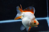 Ryukin  Red White 4.5 Inch (ID#1011Ry8a-11) Free2Day SHIPPING